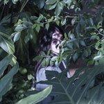Слушать альбом - Perfumer (2018)