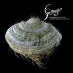 Слушать альбом - Samorost2 (2006)