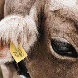 Обложка трека COW