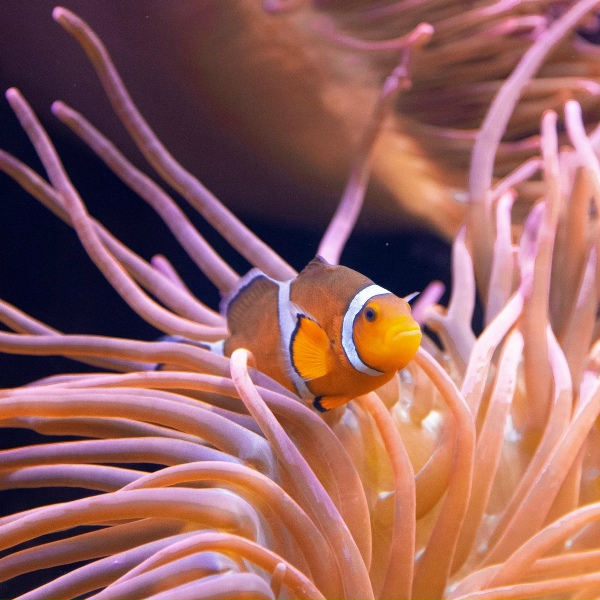 Обложка трека Acquario