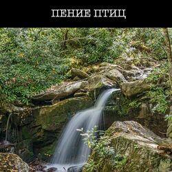 Пение птиц