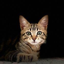 Kittens meowing