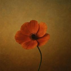 Фото исполнителя Ernar Amandyq