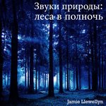 Обложка трека Звуки природы: леса в полночь