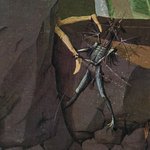 Обложка трека The Illusion Crawls
