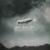 The Last Arrival - Daniel Kadawatha