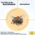 Concerto For Violin And Strings In E, Op.8, No.1, RV 269 "La Primavera" - 2. Largo - Leslie Pearson
