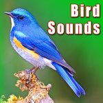 Обложка трека Altamira Oriole Bird Calls