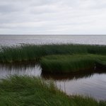 Обложка трека Он ел акриды и дикий мёд