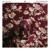 Lifted - New Politics