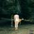Fool - Sara Diamond