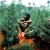 Wanted Dead or Alive (Саундтрек из фильма "Ананасовый экспресс: Сижу, курю / Pineapple Express") - Peter Tosh