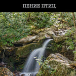 Обложка трека Звуки леса