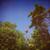 Whose Palms Create - Benoît Pioulard