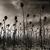 Agape - Dead Can Dance