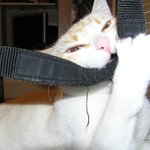Обложка трека Relaxing Cat Purring