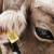 Обложка трека COW