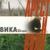 Папа,папа я скучаю - Вика