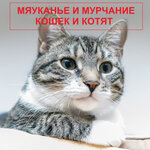 Обложка трека Звук урчащей кошки