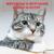 Маленький котенок мяукает - Мяуканье кошек и котят
