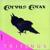 Stella Splendens - Corvus Corax