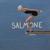 Dolphins - Salmone