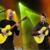 Trinity - Acoustic Alchemy
