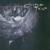 Amelia - Cocteau Twins