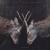 Tempest - White Moth Black Butterfly