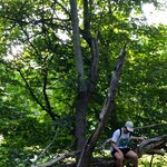 Обложка трека Ginseng Strip 2002