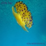 Обложка трека Lam (Muladhara)