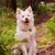 Door Bell Knocking (Sound Effect) - Sounds Dogs Love