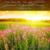 Tranquility - Relaxation Therapy
