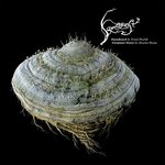 Обложка трека Samorost Intro