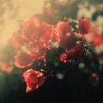 Обложка трека Hearts