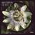 The Bees - Andy Compton