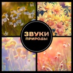 Обложка трека прекрасное утро..