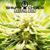 Sativa Sun (In Modular Space) - Shivas Choice