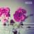 Grand Sonata for Fortepiano and Flute Obbligato, Op. 71: IV. Rondo Allegro - Mika Putterman