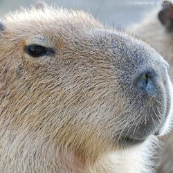 Обложка трека Капибара (Capybara)