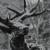 The Hawthorne Passage - Agalloch
